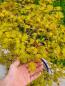 Preview: Fächerahorn - Acer katsura